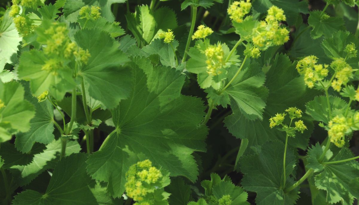 Alchemilla epipsila.jpg